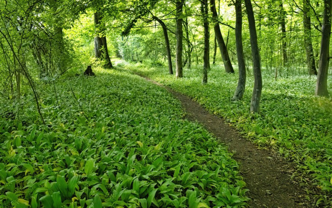 Bärlauch in Kreis Groß‑Gerau: Verwechslungsgefahr und Regeln für Sammler