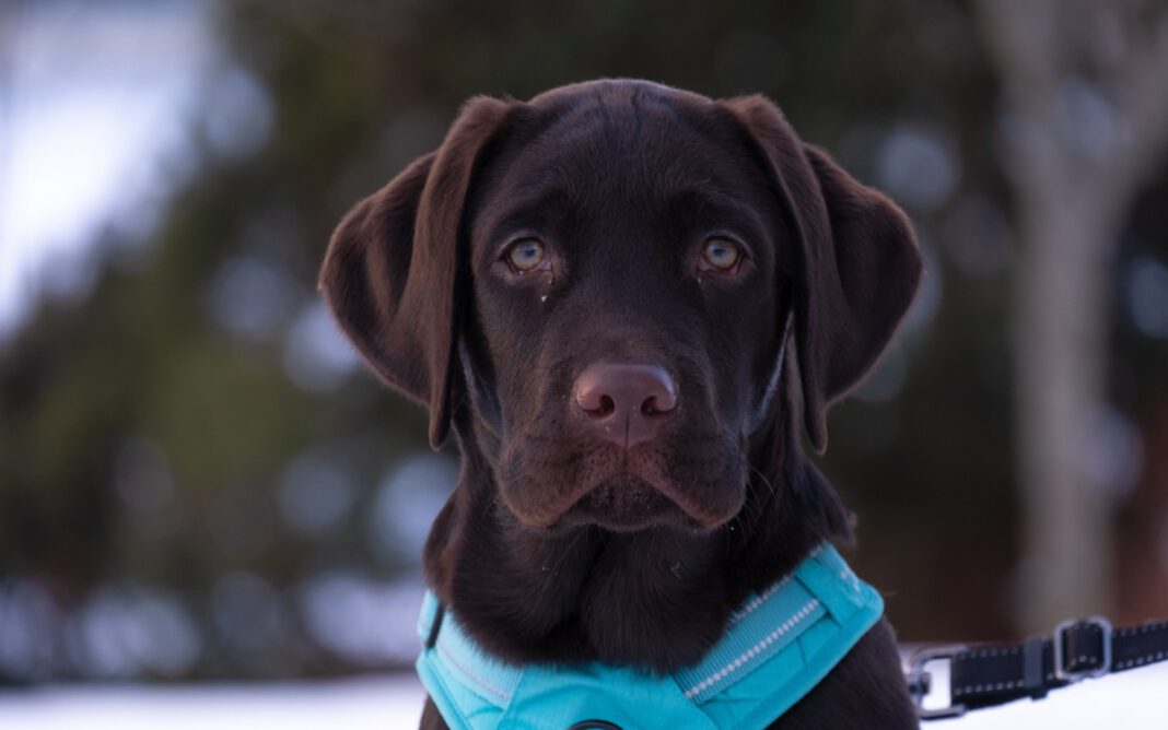 Darmstadt ruft zu Rücksicht auf Wildtiere auf und bittet um freiwilliges Anleinen bis Mitte Juli