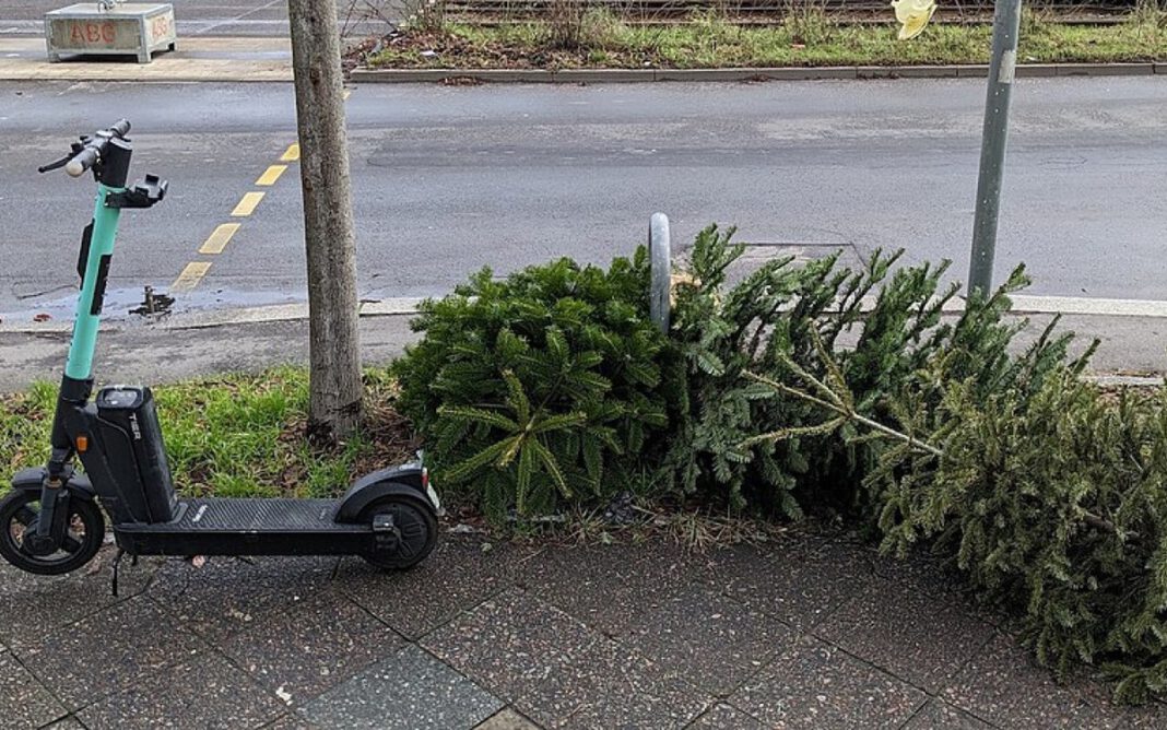 FES holt Weihnachtsbäume in vier Bezirken Anfang Januar ab FES holt Weihnachtsbäume in vier Bezirken Anfang Januar ab