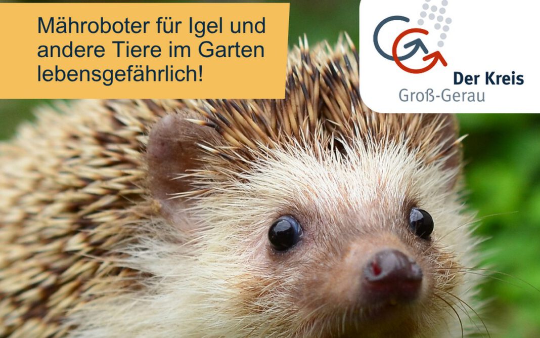 Groß-Gerau schränkt nächtlichen Betrieb von Mährobotern ein zum Schutz von Igeln