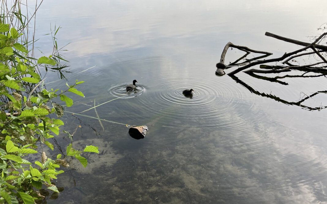 Kein Badevergnügen am Mönchwaldsee: Wegepflicht und Verbote zum Schutz von Wasservögeln Kein Badevergnügen am Mönchwaldsee: Wegepflicht und Verbote zum Schutz von Wasservögeln
